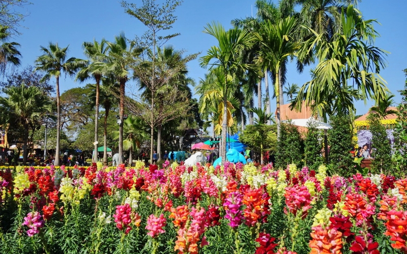 A bright, sunny view of Suan Buak Haad Park in Chiang Mai, featuring large beds of colorful snapdragon-like flowers in the foreground beneath tall tropical palm trees.