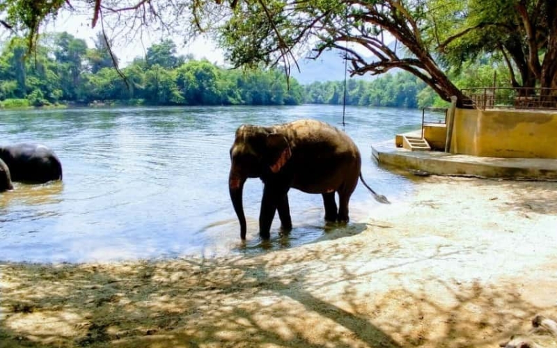 Elephants bathing in the river surrounded by tropical greenery at Elephant Haven Thailand, highlighting a natural and stress-free environment