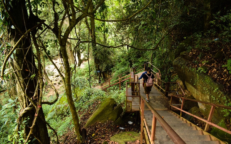 A peaceful trail through the lush greenery of the Kalai Jungle