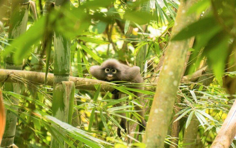 A lounging lagur in Khao Sok National Park