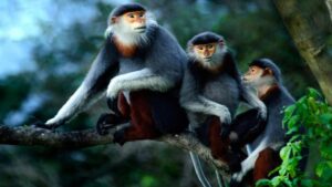 Animals in Endangered Primate Rescue Centre
