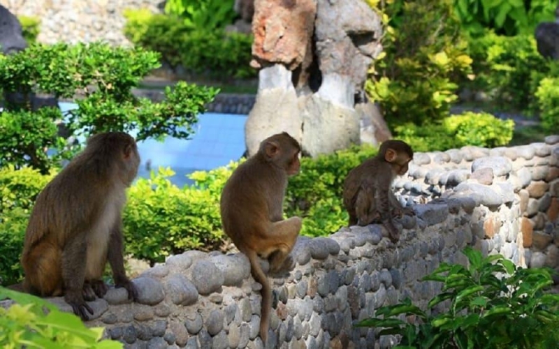A group of curious monkeys roam freely along the rocky beach of Monkey Island, just a short boat ride from Cat Ba town, a popular stop for travelers seeking both adventure and a close look at local wildlife.