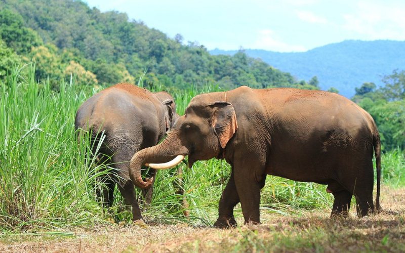 Baan Chang Elephant Park