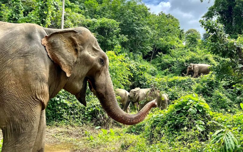 Boon Lott's Elephant Sanctuary Sukhothai