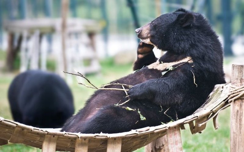 A rescued black bear relaxing comfortably on a wooden hammock at a wildlife sanctuary in Vietnam, surrounded by greenery and open space.