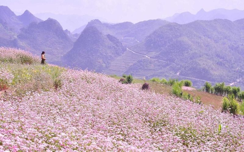 Buckwheat flower field in bloom with soft pink hues across mountainous landscape in northern Vietnam.