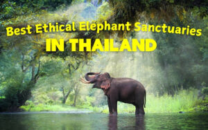 Best Ethical Elephant Sanctuaries in Thailand for Responsible Travelers