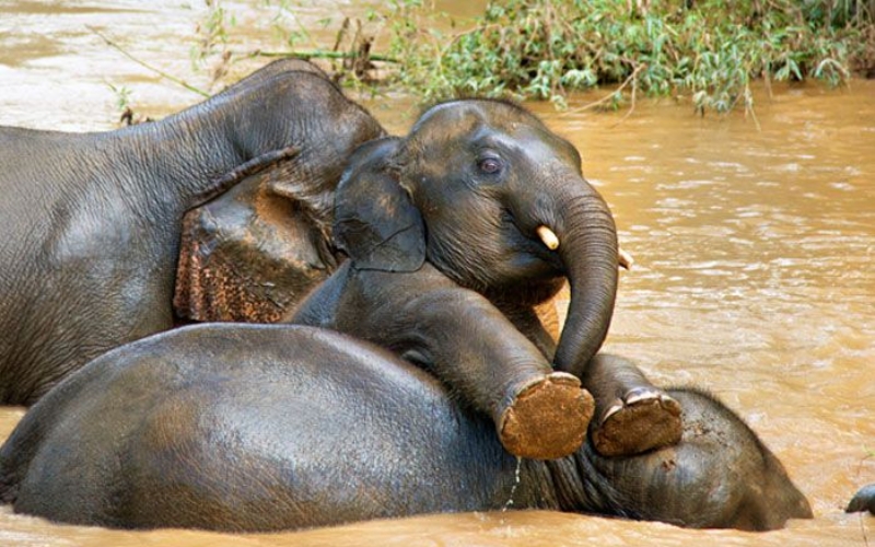 Boon Lott Elephant Sanctuary in Thailand
