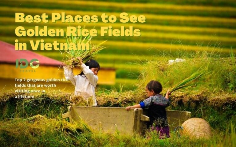 Vietnam's rice fields: Top 7 Places You Shouldn't miss - IDC Travel