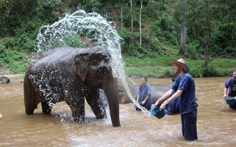 Bathing The Elephants - Chiang Mai