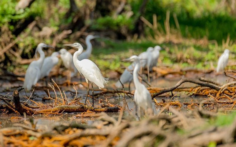 Birdwatching at Tra Su Sanctuary - 2 days in Mekong Delta