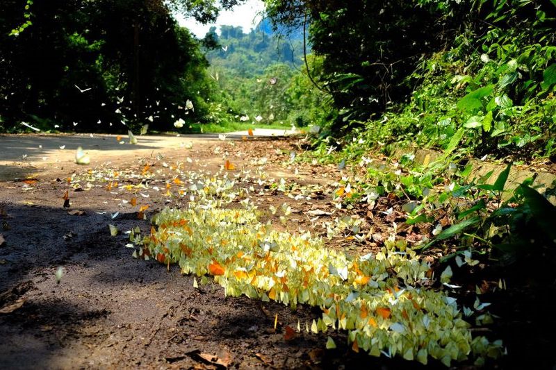 Butterflies in Cuc Phuong National Park