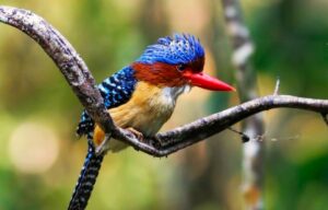 A rare bird in Nam Cat Tien National Park