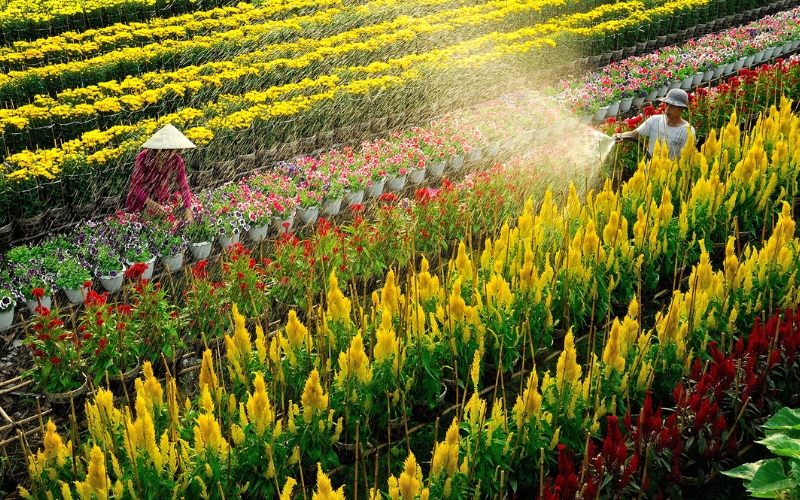 Aerial shot of Sa Dec Flower Village showing geometric rows of flower beds, water channels navigating between gardens.