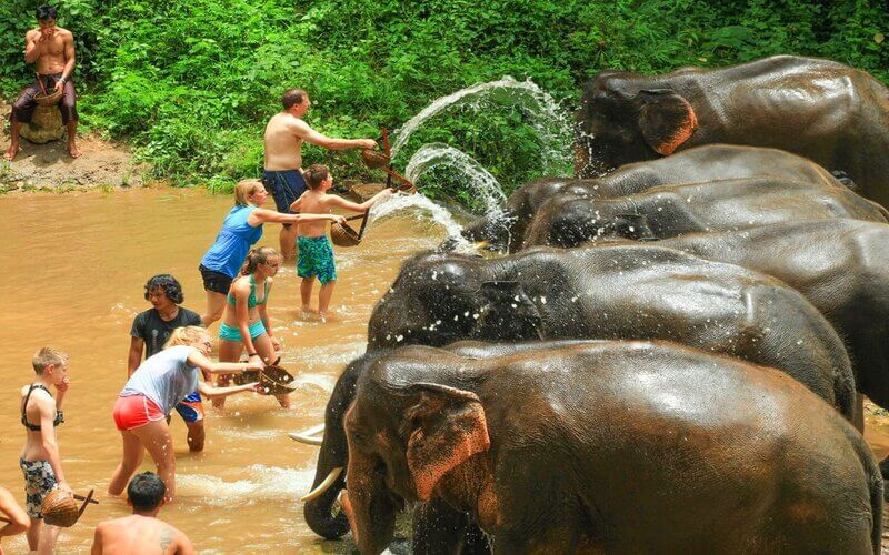 Bathing And Swimming with The Elephants
