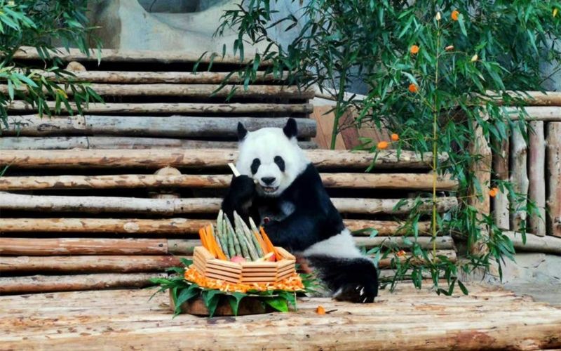 A giant panda sitting on wooden steps surrounded by bamboo plants, eating bamboo next to a basket filled with bamboo shoots and vegetables at a zoo enclosure.
