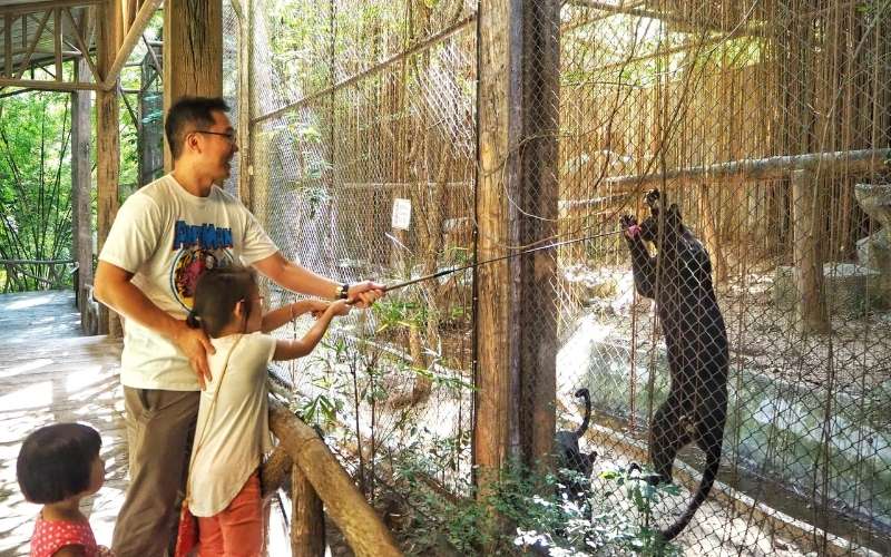 A father and his two young daughters interact with a large black leopard inside a wired enclosure at the Chiang Mai Zoo, using a long pole during a feeding or play session.