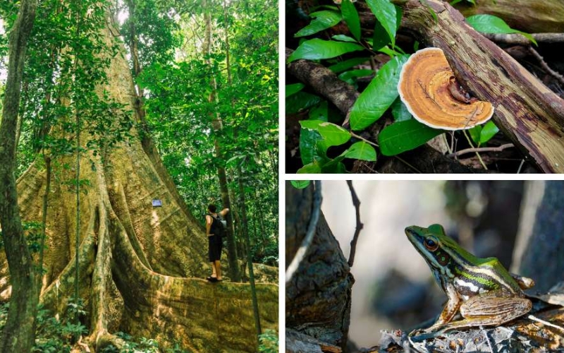 Pristine tropical forest in Cat Tien National Park, home to rare wildlife and diverse plant species.