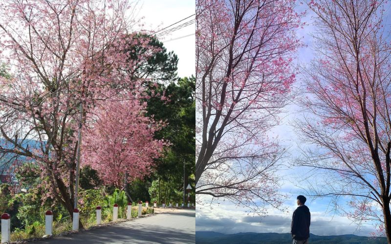 Cherry blossoms (hoa mai anh dao) lining a mountain road with pink flowers on bare branches.