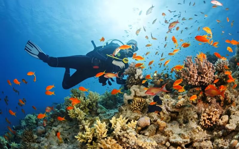 Scuba diver exploring vibrant coral reef with tropical fish in clear waters of Koh Tao, Thailand.