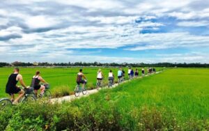 Cycling through the peaceful rice fields of Hoi An’s countryside