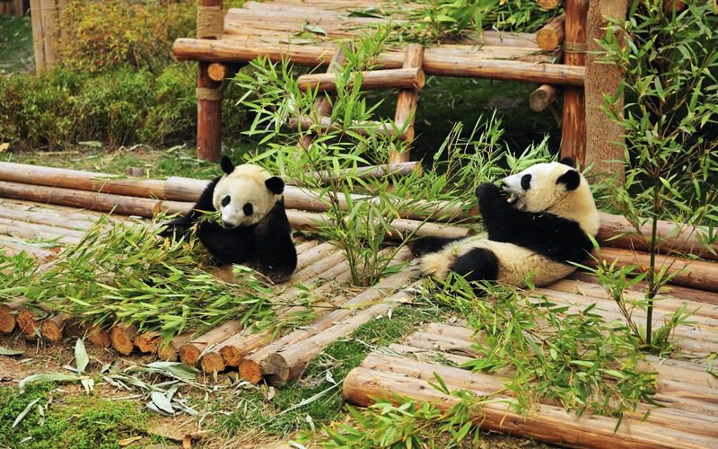 Chengdu Research Base of Giant Panda Breeding