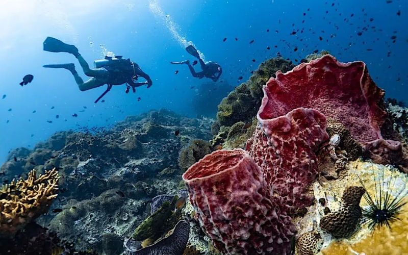 Scuba divers exploring vibrant coral reefs in clear waters off Koh Tao, a top diving destination in Thailand.