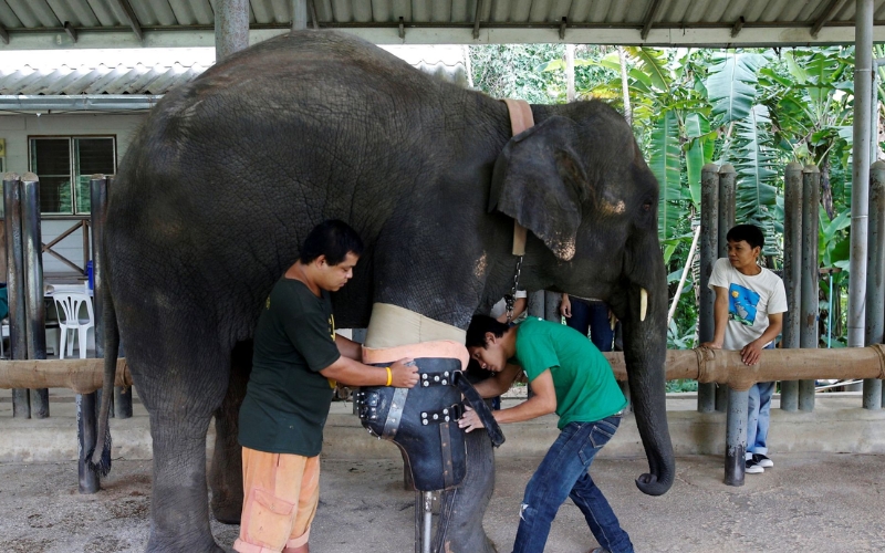Veterinarians at Friends of the Asian Elephant Hospital in Lampang, Thailand, providing treatment to a rescued elephant in a safe and ethical environment.