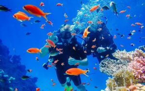 Diving in Whale Island