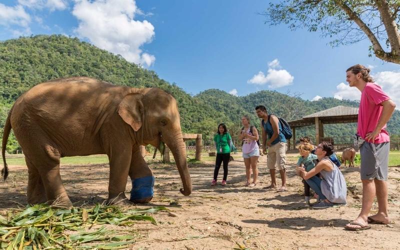 A small elephant standing on a sandy area eating plants while a group of visitors watches from a short distance in a lush, mountainous sanctuary setting.