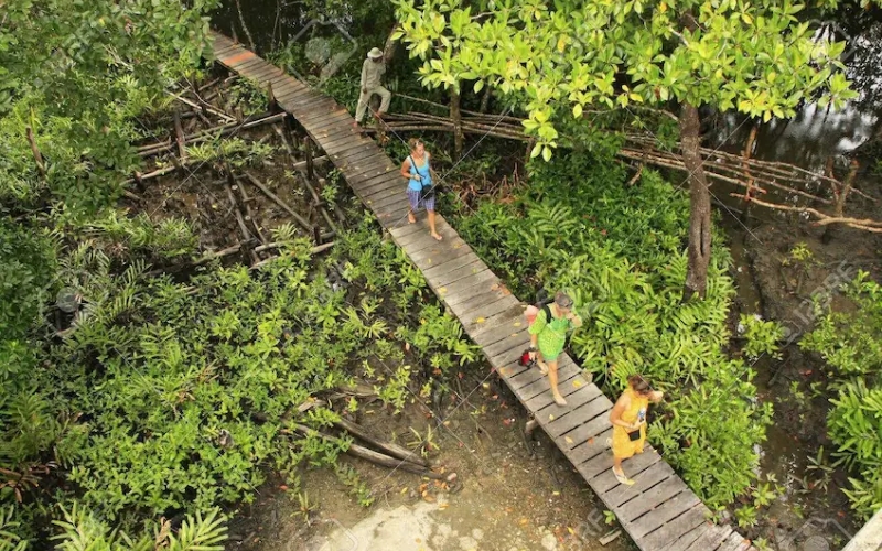 Exploring the lush jungle paths of Ream National Park