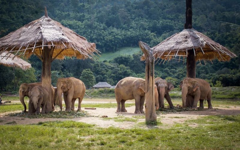 Elephants Nature Park - Thailand