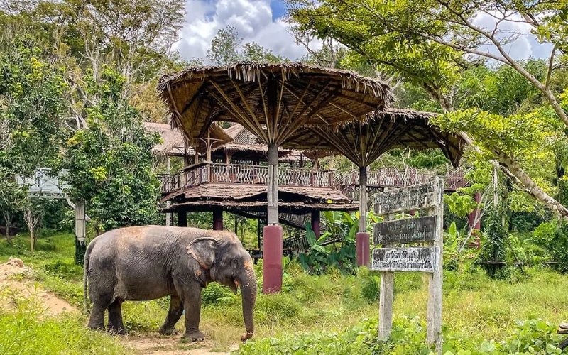 Elephants walking through a grassy field at an ethical sanctuary in Thailand, symbolizing freedom and responsible tourism.