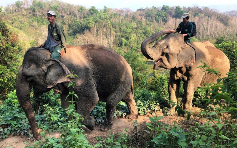 Elephant camp in Ban Ann, Laos