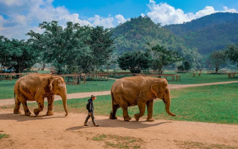 Elephant Nature Park Mae Taeng Chiang Mai