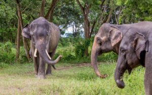 Three Asian elephants walking in a grassy forest area in Chiang Rai, Thailand, perfect for eco-tourism and wildlife photography