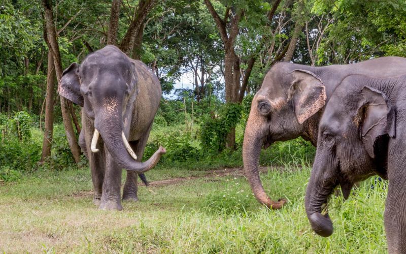 Three Asian elephants walking in a grassy forest area in Chiang Rai, Thailand, perfect for eco-tourism and wildlife photography