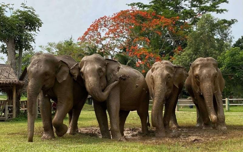 A group of four adult Asian elephants standing close together in a grassy field, covered in mud after bathing, likely at an ethical sanctuary near Chiang Mai, Thailand. They are facing the camera against a backdrop of green trees, with one prominent tree featuring striking orange-red flowers. A small, thatched hut is visible on the far left.