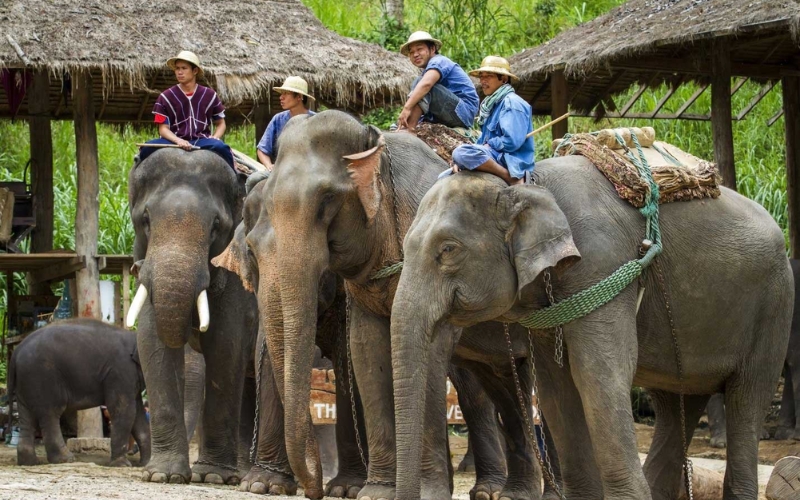 Tourists riding elephants in Thailand during the early years of elephant tourism, highlighting past practices now considered unethical.