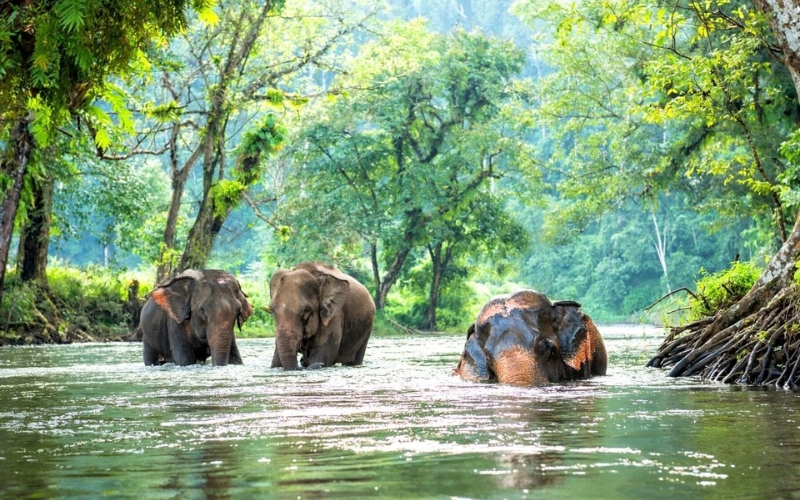 Elephants splashing in a river at an ethical sanctuary in Thailand, enjoying their natural environment without human interference.