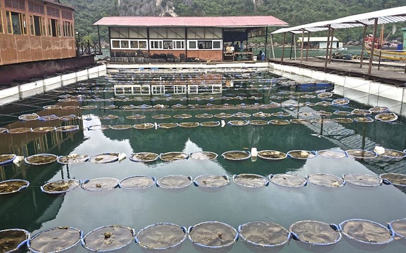 Floating Pearl Farm - Halong Bay