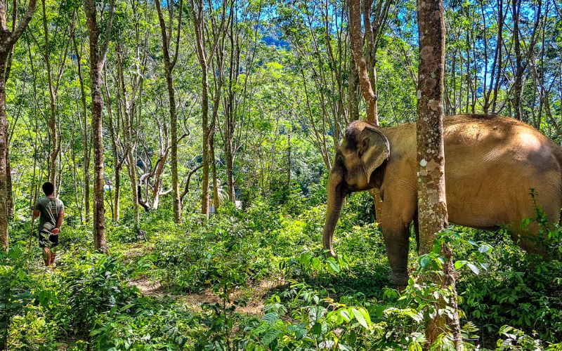 Following Giants Koh Lanta Krabi