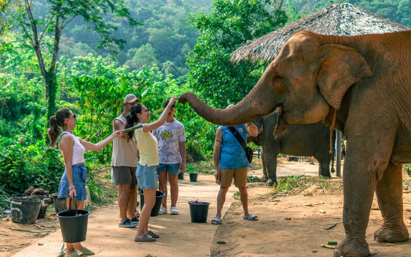Feeding elephants at Phuket Sanctuary
