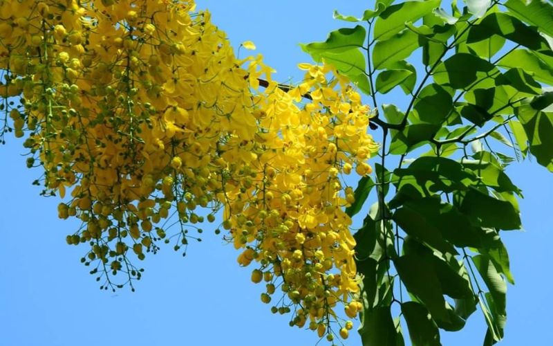 Golden shower tree (hoa muong hoang yen) with cascading yellow flowers against clear blue sky.