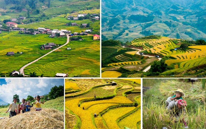 A collage of golden rice terraces in Northern Vietnam, showcasing the vibrant landscapes of harvest season. From lush mountain curves to joyful local life in the fields, this image captures the peak beauty of the golden rice season, typically from early September to mid-October.