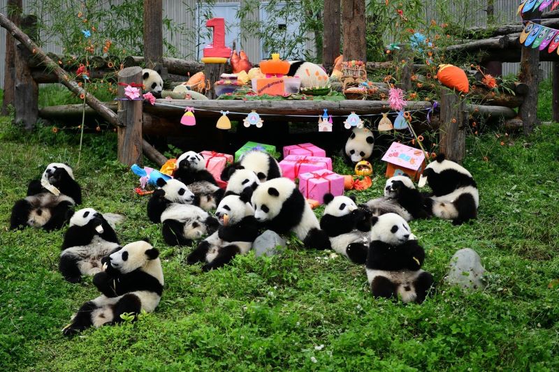 Giant Panda in Chengdu