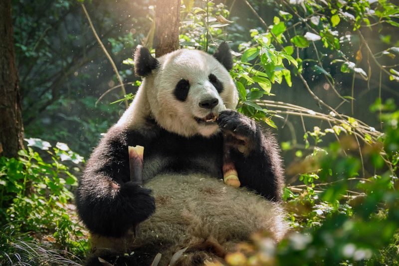 Visit Pandas and Explore Ancient Cities in China for 8 Days