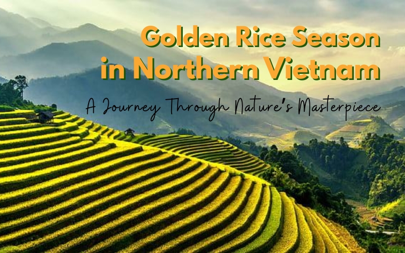 Golden Rice Season in Northern Vietnam: A Complete Travel Guide