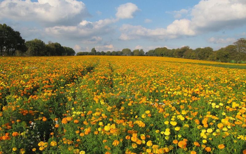 Field of yellow chrysanthemum flowers blooming under blue sky in a wide landscape.