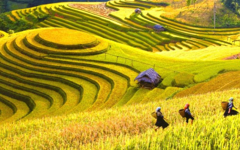 Golden rice terraces in Hoàng Su Phì, Hà Giang, Vietnam during September harvest season, with farmers working in the fields